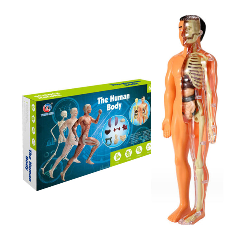 🩻3d Human Body Torso Model for Kid Anatomy Model Skeleton