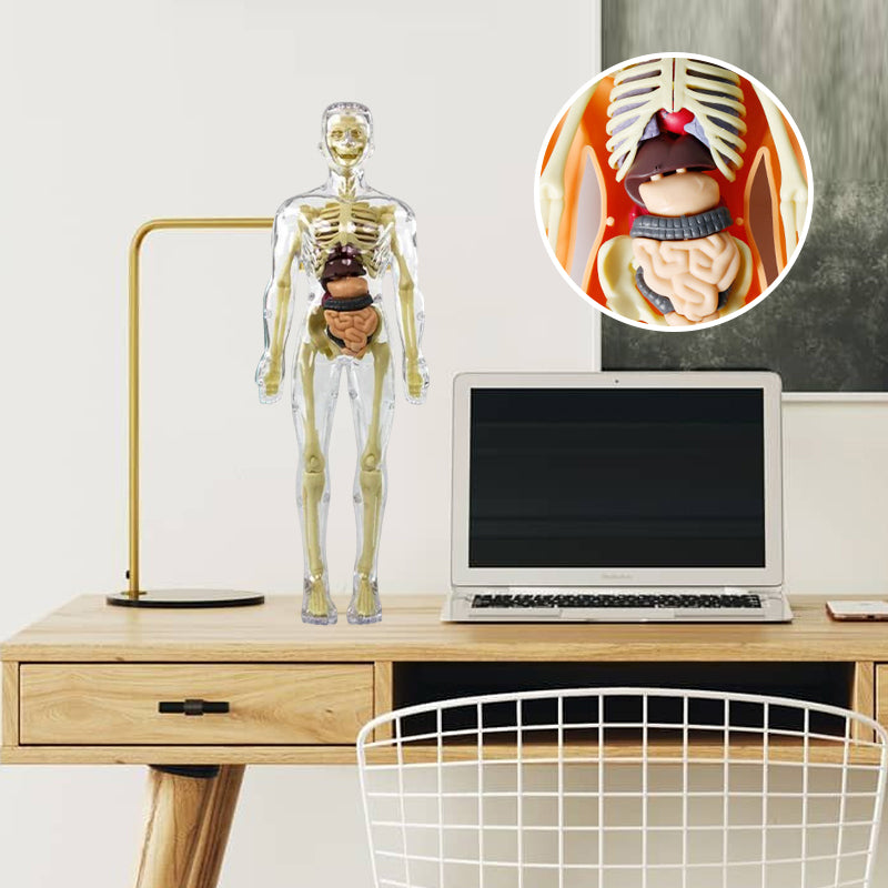 🩻3d Human Body Torso Model for Kid Anatomy Model Skeleton
