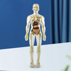 🩻3d Human Body Torso Model for Kid Anatomy Model Skeleton