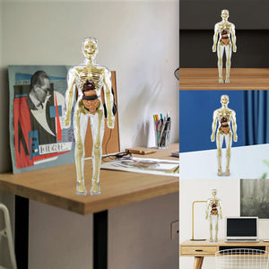 🩻3d Human Body Torso Model for Kid Anatomy Model Skeleton