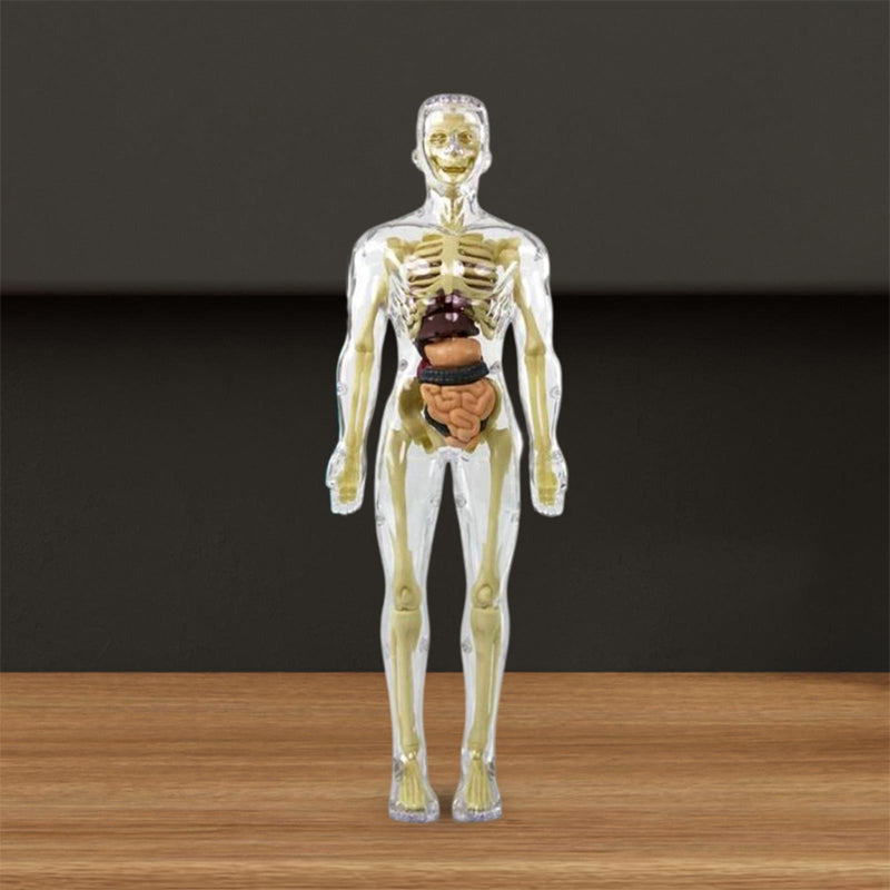 🩻3d Human Body Torso Model for Kid Anatomy Model Skeleton