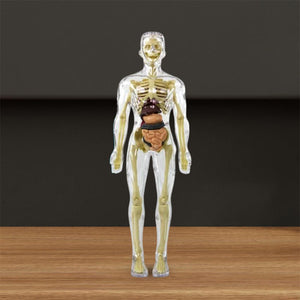 🩻3d Human Body Torso Model for Kid Anatomy Model Skeleton