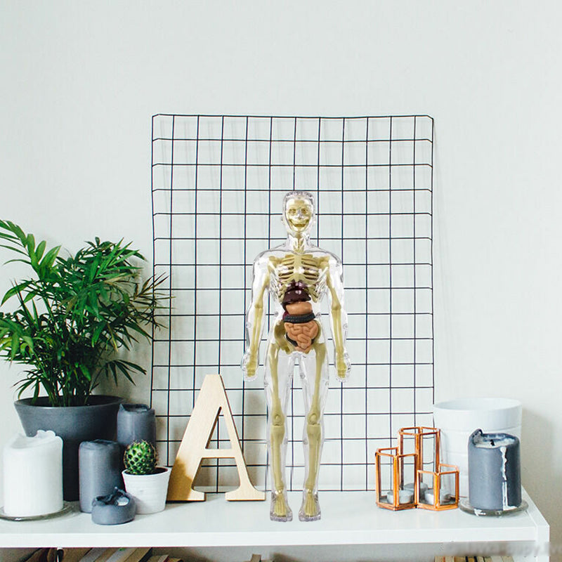 🩻3d Human Body Torso Model for Kid Anatomy Model Skeleton