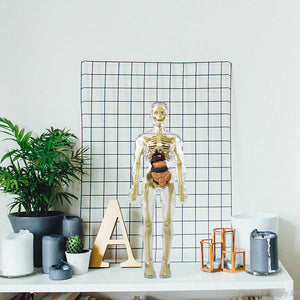 🩻3d Human Body Torso Model for Kid Anatomy Model Skeleton