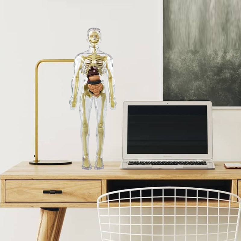 🩻3d Human Body Torso Model for Kid Anatomy Model Skeleton