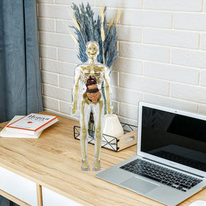 🩻3d Human Body Torso Model for Kid Anatomy Model Skeleton