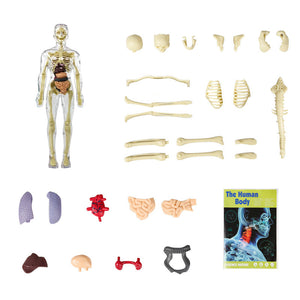 🩻3d Human Body Torso Model for Kid Anatomy Model Skeleton