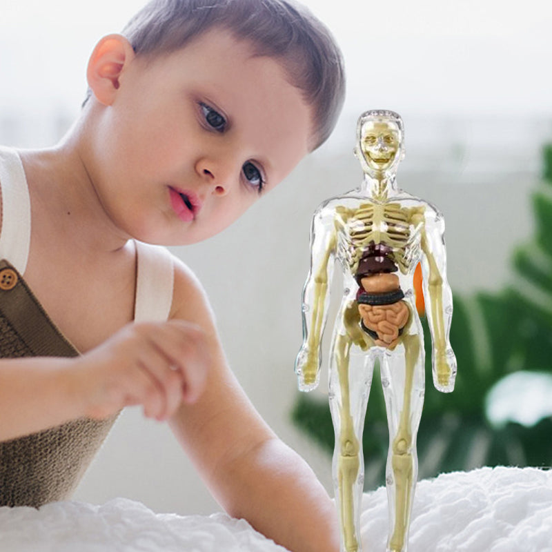 🩻3d Human Body Torso Model for Kid Anatomy Model Skeleton