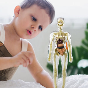 🩻3d Human Body Torso Model for Kid Anatomy Model Skeleton