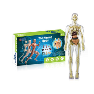 🩻3d Human Body Torso Model for Kid Anatomy Model Skeleton